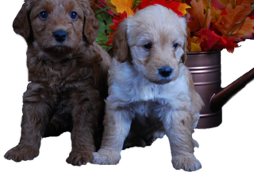 Two puppies at Narnia Pet Behavior and Training